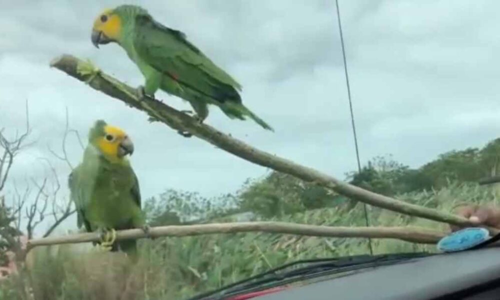 Rentable, comercio de animales en peligro de extinción – Cauce Campeche
